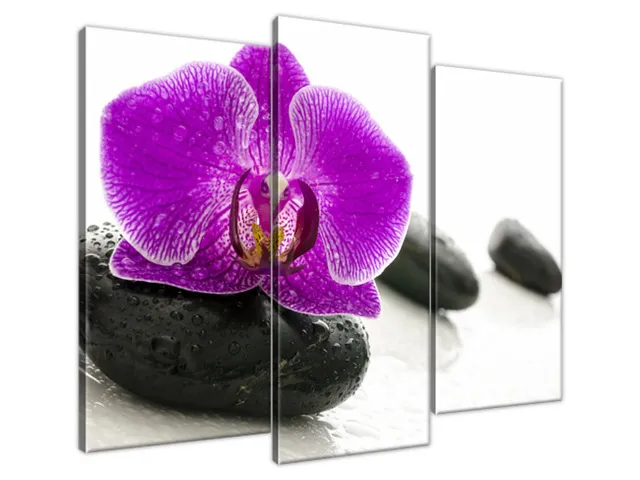 Obraz na plátne Orchidea na kameni