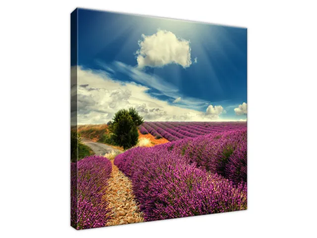 Obraz Levandula na lúke