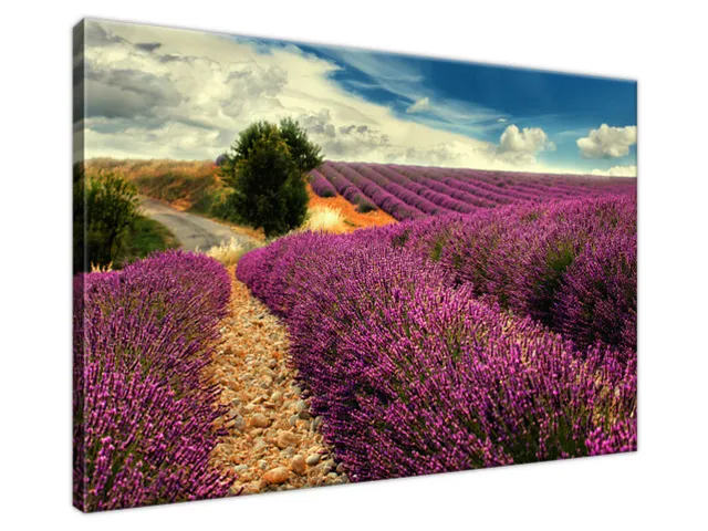 Obraz Levandula na lúke