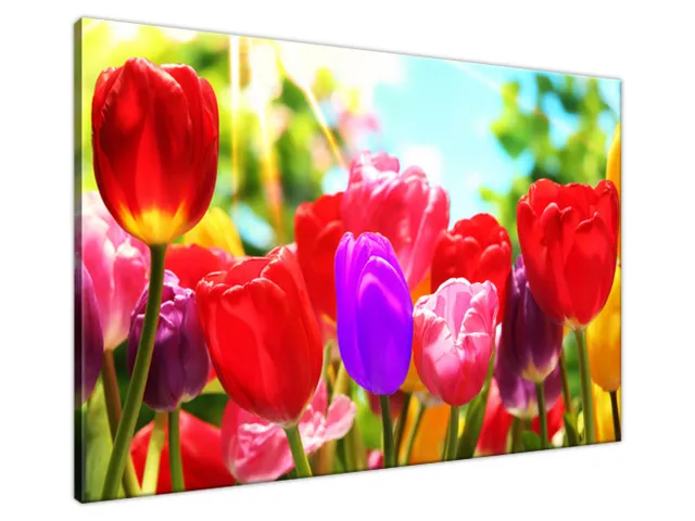 Obraz na plátne Slnečné tulipány
