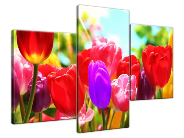 Obraz na plátne Slnečné tulipány