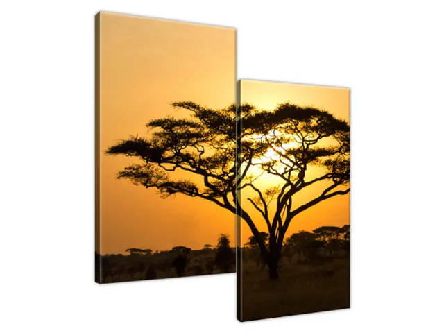 Obraz Akácia v Serengeti