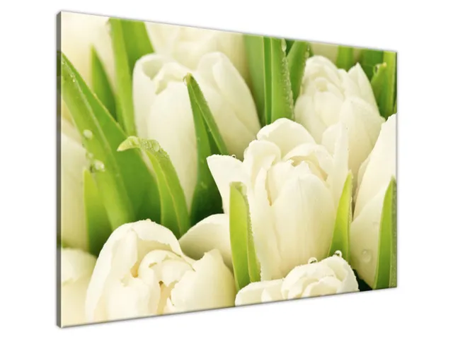 Obraz Tulipány pokryté rosou
