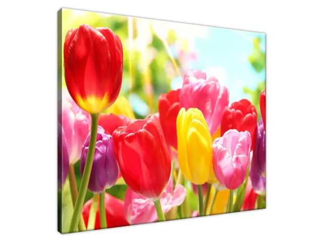 Obraz Tulipány v červenej a žltej farbe