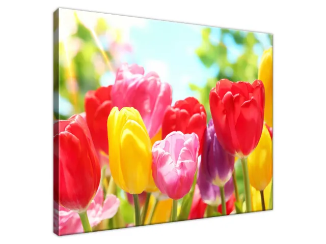 Obraz Tulipány v červenej a žltej farbe