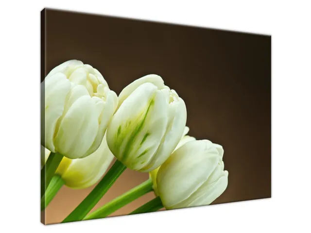 Obraz tulipány bielej farby