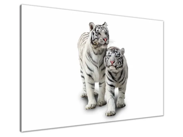 Obraz Tiger biely