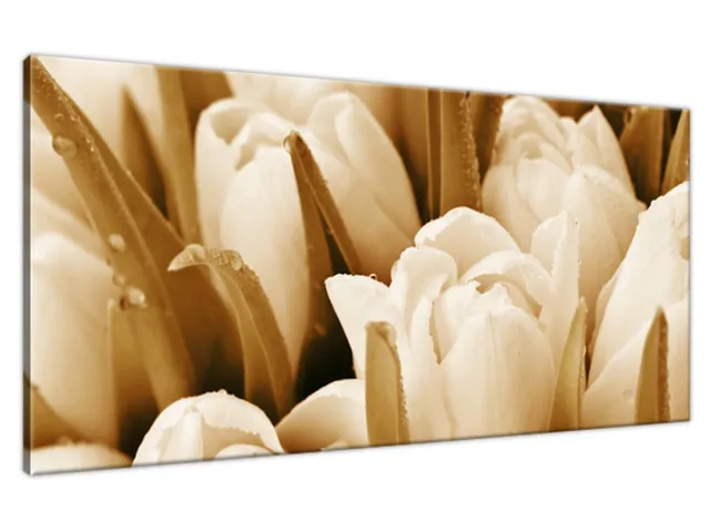 Obraz Tulipány v rannej rose