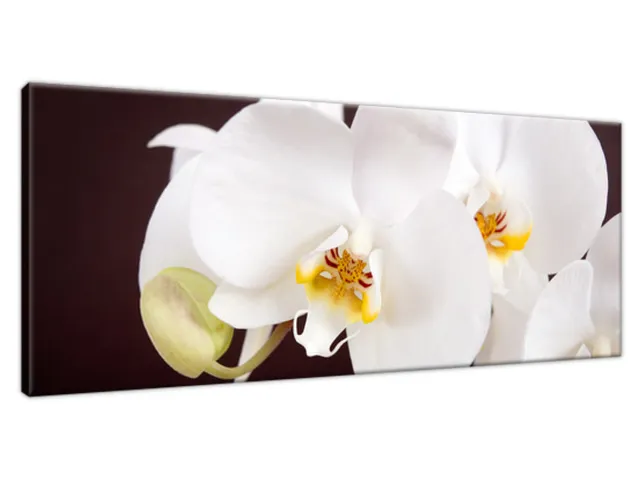 Moderný obraz Pekná orchidea