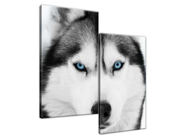 Obraz na plátne Sibírksky husky