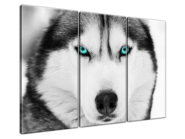 Husky modré oči Obraz na stenu