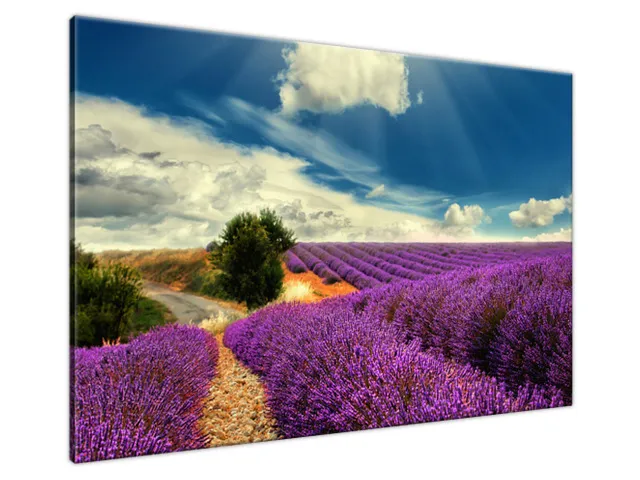 Obraz Levandula na lúke