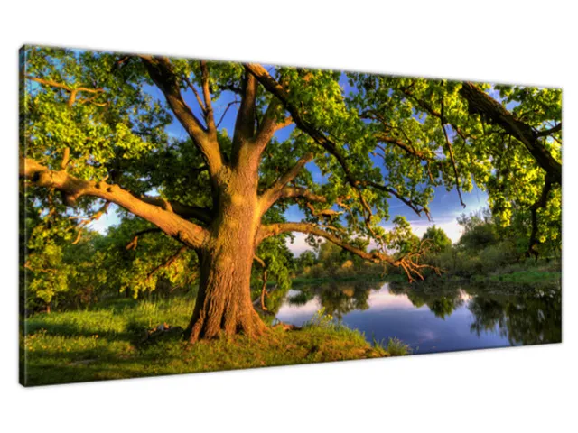 Obraz na plátne Široký dub
