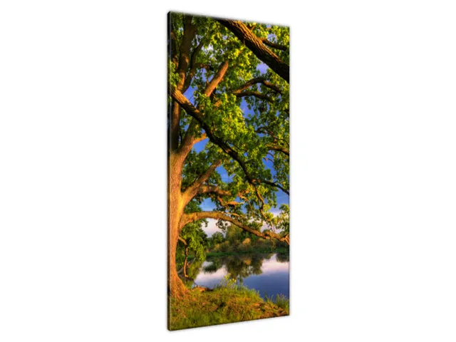 Obraz na plátne Široký dub