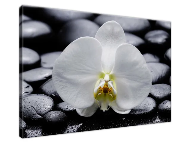 Obraz na stenu Biela orchidea