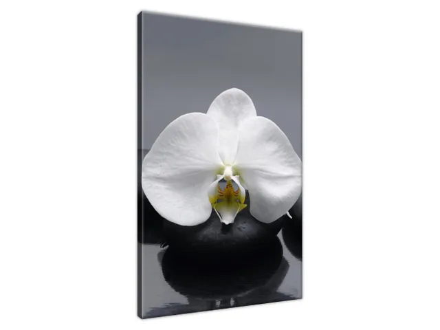 Obraz na stenu Biela orchidea