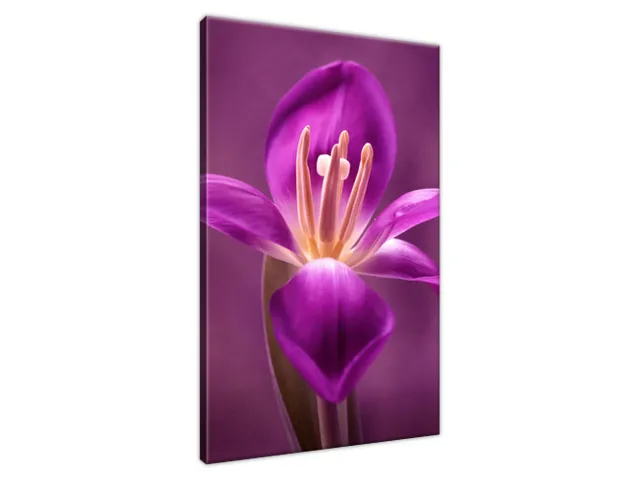 Luxusný obraz na stenu Fialové tulipány