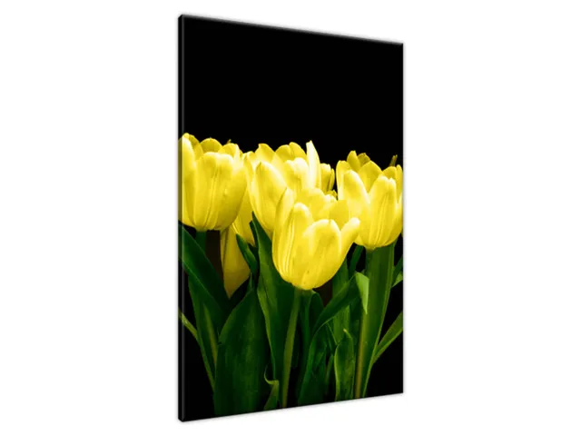Obraz na plátne Žlté tulipány - Mark Freeth