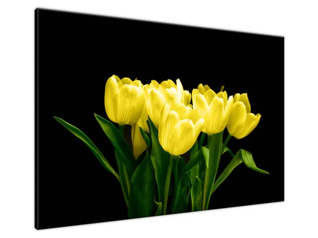 Obraz na plátne Žlté tulipány - Mark Freeth