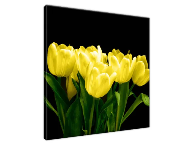 Obraz na plátne Žlté tulipány - Mark Freeth