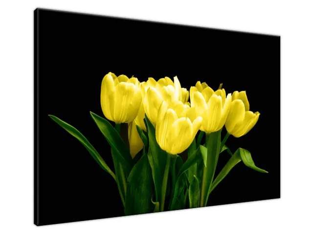 Obraz na plátne Žlté tulipány - Mark Freeth