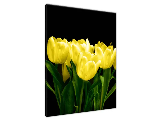 Obraz na plátne Žlté tulipány - Mark Freeth