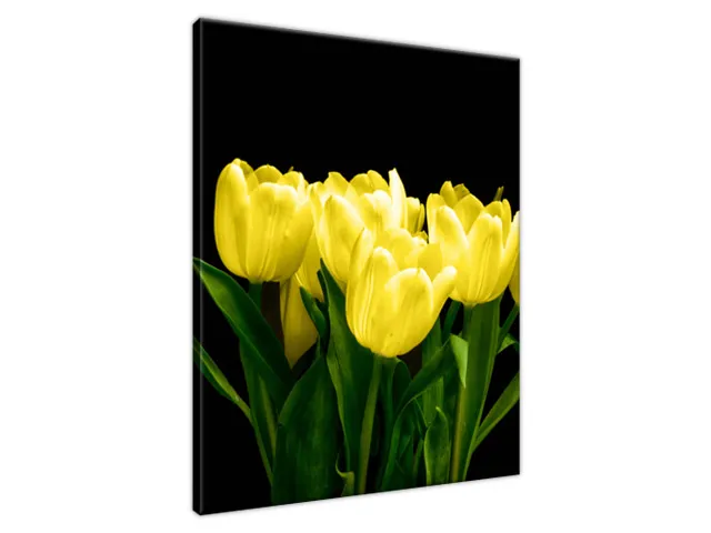 Obraz na plátne Žlté tulipány - Mark Freeth