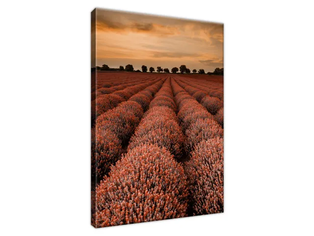 Obraz Ohromujúca krajina s levanduľou vo oranžovej farbe