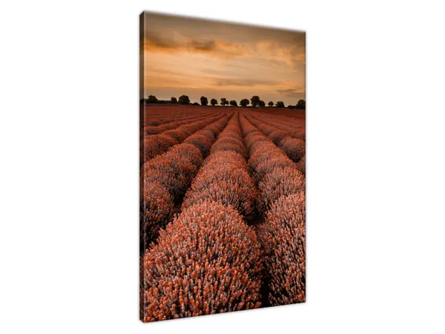 Obraz Ohromujúca krajina s levanduľou vo oranžovej farbe