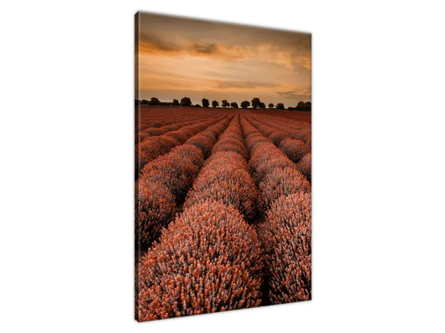 Obraz Ohromujúca krajina s levanduľou vo oranžovej farbe