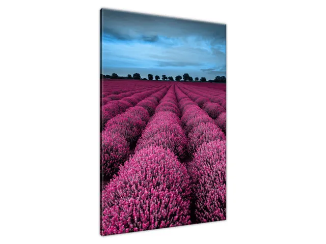 Obraz Ohromujúca krajina s levanduľou vo fuchsiovej farbe