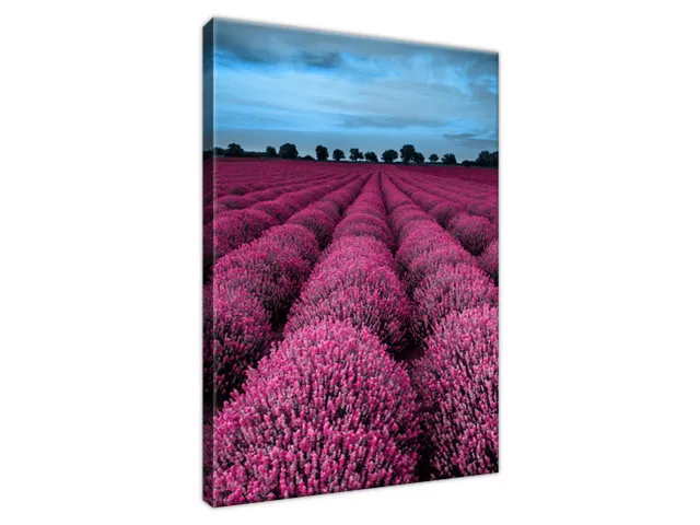 Obraz Ohromujúca krajina s levanduľou vo fuchsiovej farbe