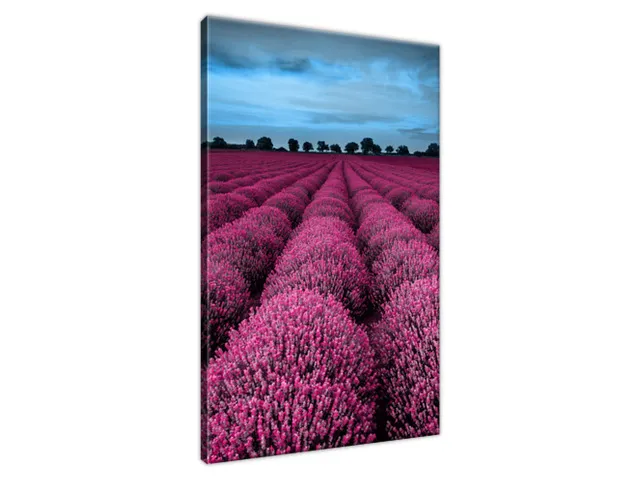 Obraz Ohromujúca krajina s levanduľou vo fuchsiovej farbe