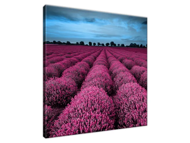 Obraz Ohromujúca krajina s levanduľou vo fuchsiovej farbe