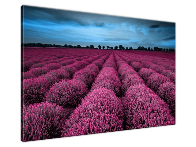 Obraz Ohromujúca krajina s levanduľou vo fuchsiovej farbe