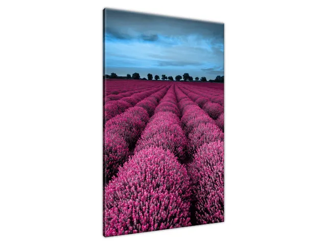 Obraz Ohromujúca krajina s levanduľou vo fuchsiovej farbe