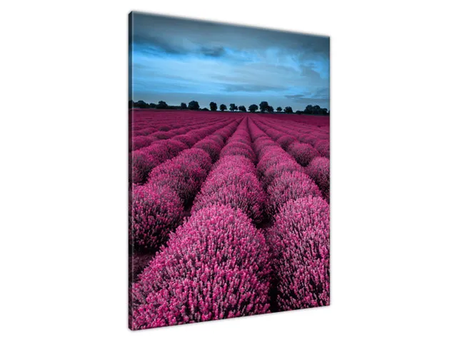 Obraz Ohromujúca krajina s levanduľou vo fuchsiovej farbe