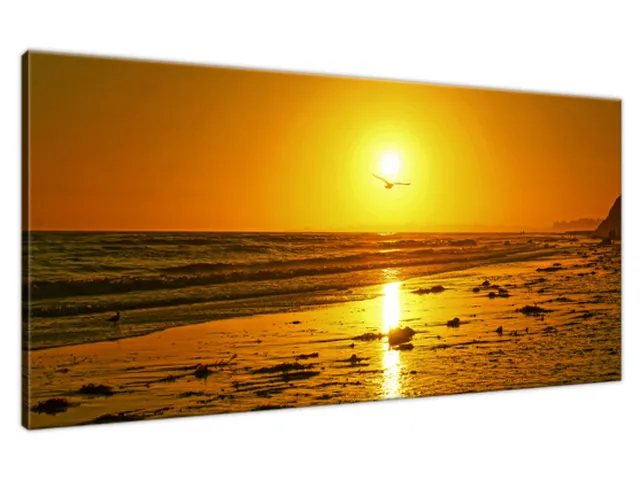 Obraz na stenu Čajka v slnku - Damian Gadal